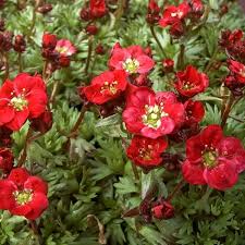 Image result for Steinbrech