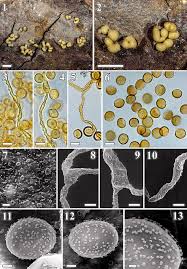 Attēlu rezultāti vaicājumam “Perichaena sp.”