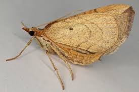 Attēlu rezultāti vaicājumam “Eulithis testata”