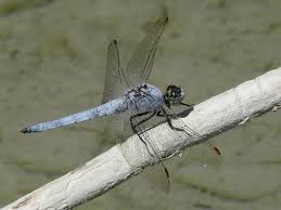 Attēlu rezultāti vaicājumam “Orthetrum brunneum”