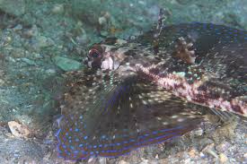 Image result for Dactylopterus volitans