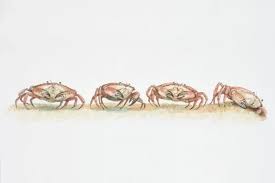 Image result for Cancer pagurus