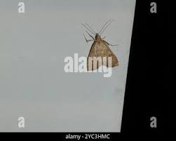 Attēlu rezultāti vaicājumam “Udea fulvalis”