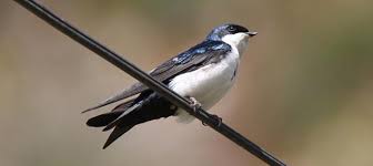 Attēlu rezultāti vaicājumam “Hirundinidae”