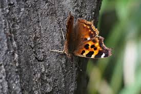 Attēlu rezultāti vaicājumam “Nymphalis xanthomelas upperside”