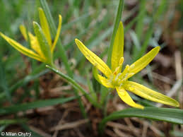 Attēlu rezultāti vaicājumam “Gagea pratensis”