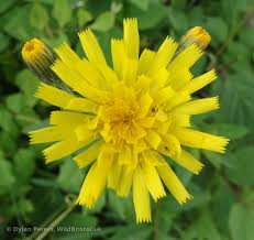 Attēlu rezultāti vaicājumam “Hieracium”