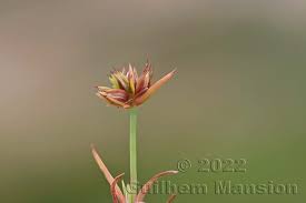 Attēlu rezultāti vaicājumam “Juncus capitatus”