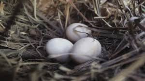 Attēlu rezultāti vaicājumam “Anas platyrhynchos eggs”