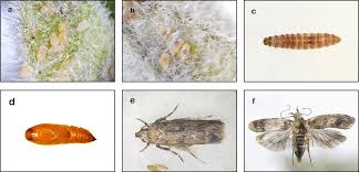 Attēlu rezultāti vaicājumam “Scardia boletella pupa”