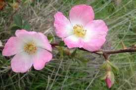 Attēlu rezultāti vaicājumam “Cribraria rubiginosa stalked”