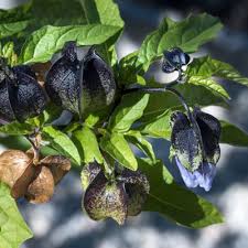 Attēlu rezultāti vaicājumam “Nicandra physalodes”