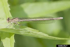 Attēlu rezultāti vaicājumam “Platycnemis pennipes”