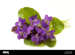 Attēlu rezultāti vaicājumam “Viola odorata flower”