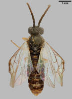 Attēlu rezultāti vaicājumam “Pristiphora maesta”