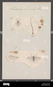 Attēlu rezultāti vaicājumam “Trichocera regelationis”