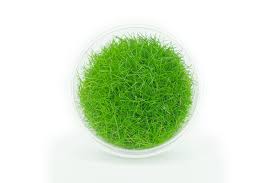 Attēlu rezultāti vaicājumam “Eleocharis acicularis”