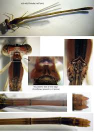 Attēlu rezultāti vaicājumam “Licea pygmaea macro”