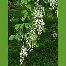 Attēlu rezultāti vaicājumam “Cladrastis kentukea”