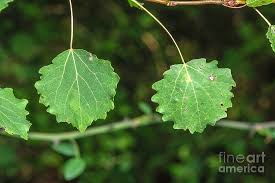 Attēlu rezultāti vaicājumam “Populus tremula leaf”