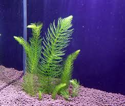 「水蘊草」的圖片搜尋結果