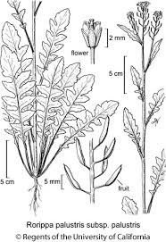 Attēlu rezultāti vaicājumam “Rorippa palustris fruit”