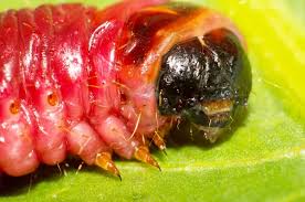 Attēlu rezultāti vaicājumam “Cossus cossus imago”