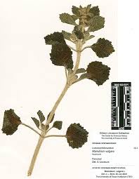 Image result for Marrubium vulgare