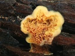 Attēlu rezultāti vaicājumam “Pseudomerulius aureus”