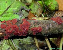 Attēlu rezultāti vaicājumam “Cytidia salicina”