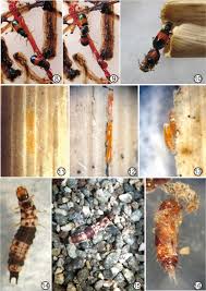 Attēlu rezultāti vaicājumam “Mellicta athalia larva”