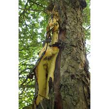 Attēlu rezultāti vaicājumam “Sarcodontia crocea”