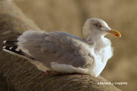 Attēlu rezultāti vaicājumam “Larus argentatus adult”