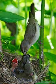 Attēlu rezultāti vaicājumam “Sylvia borin nest”
