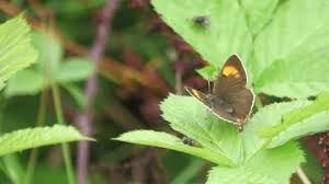 Attēlu rezultāti vaicājumam “Thecla betulae male”