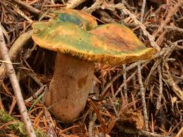 Attēlu rezultāti vaicājumam “Lactarius deliciosus”