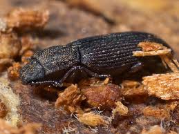 Attēlu rezultāti vaicājumam “Zopheridae”