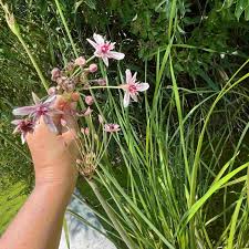 Attēlu rezultāti vaicājumam “Butomus umbellatus”