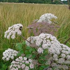 Attēlu rezultāti vaicājumam “Angelica palustris flower”