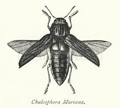 Attēlu rezultāti vaicājumam “Chalcophora mariana”