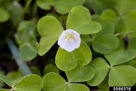 Attēlu rezultāti vaicājumam “Oxalis acetosella”