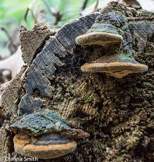 Attēlu rezultāti vaicājumam “Phellinus chrysoloma”
