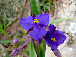 Attēlu rezultāti vaicājumam “Tradescantia virginiana flower”