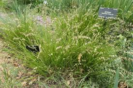 Attēlu rezultāti vaicājumam “Melica nutans flower”