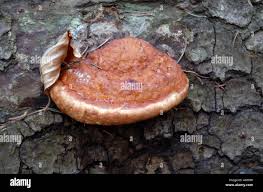 Attēlu rezultāti vaicājumam “Fomitopsis pinicola”