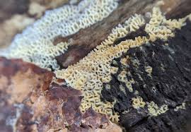 Attēlu rezultāti vaicājumam “Antrodia malicola”