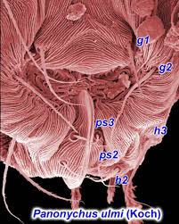 Attēlu rezultāti vaicājumam “Panonychus”