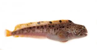 Image result for Anarhichas minor