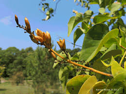 Attēlu rezultāti vaicājumam “Syringa vulgaris fruit”