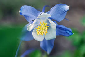 Image result for Aquilegia caerulea